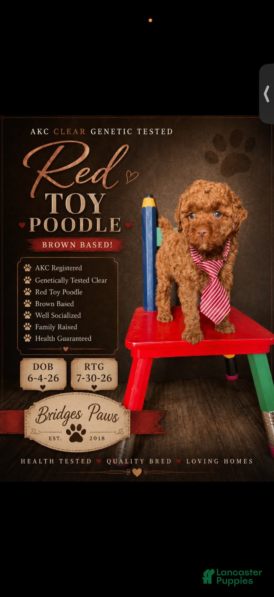 Toy Poodle dogs Akc 🧬 tested Clear Red bb Boy 💙 - Ad 20