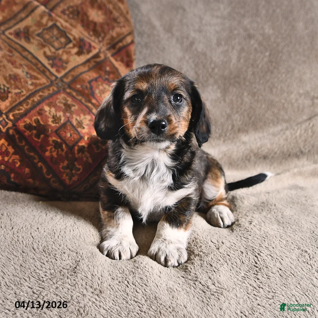 Miniature Dachshund dogs for sale: Delta - Ad 1