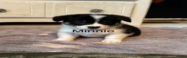 Minnie 
