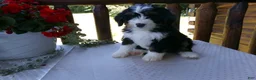 Mini Bernedoodle dogs for sale: Brenda - Ad 5