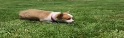 Welsh Corgi Pembroke dogs for sale: Winnie  - Ad 15