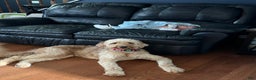 Irish Doodle dogs for sale: Irish Doodle Puppy 1 - Ad 5