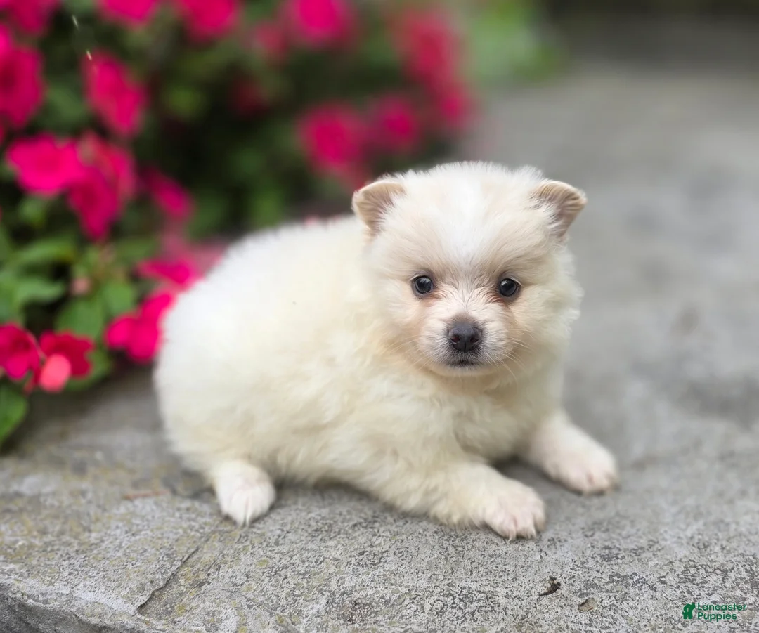 Pomeranian dogs for sale: Slater - Ad 1