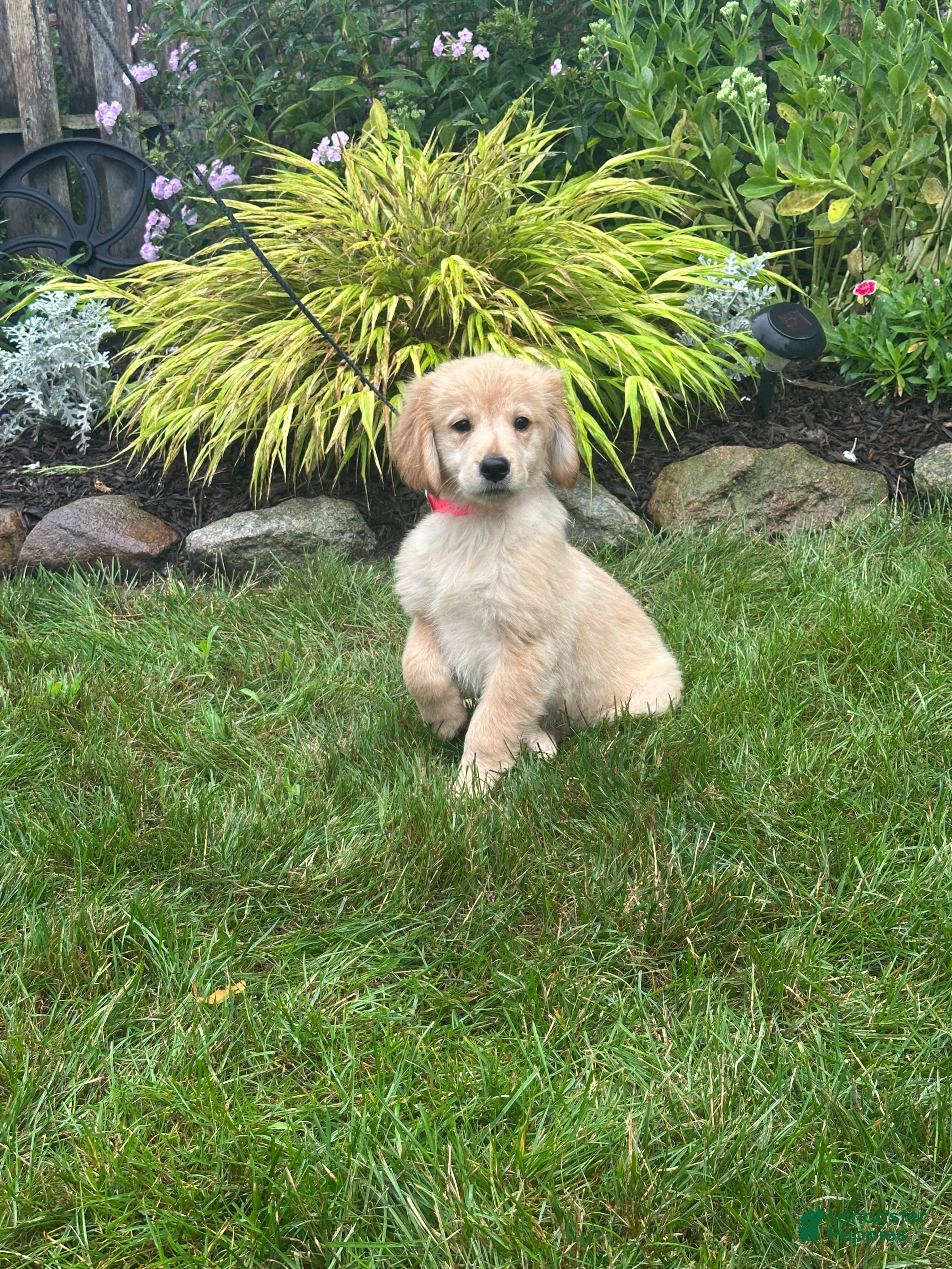 Golden Retriever dogs Golden Retriever 6 - Ad 1