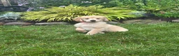 Golden Retriever dogs for sale: Golden Retriever 6 - Ad 1