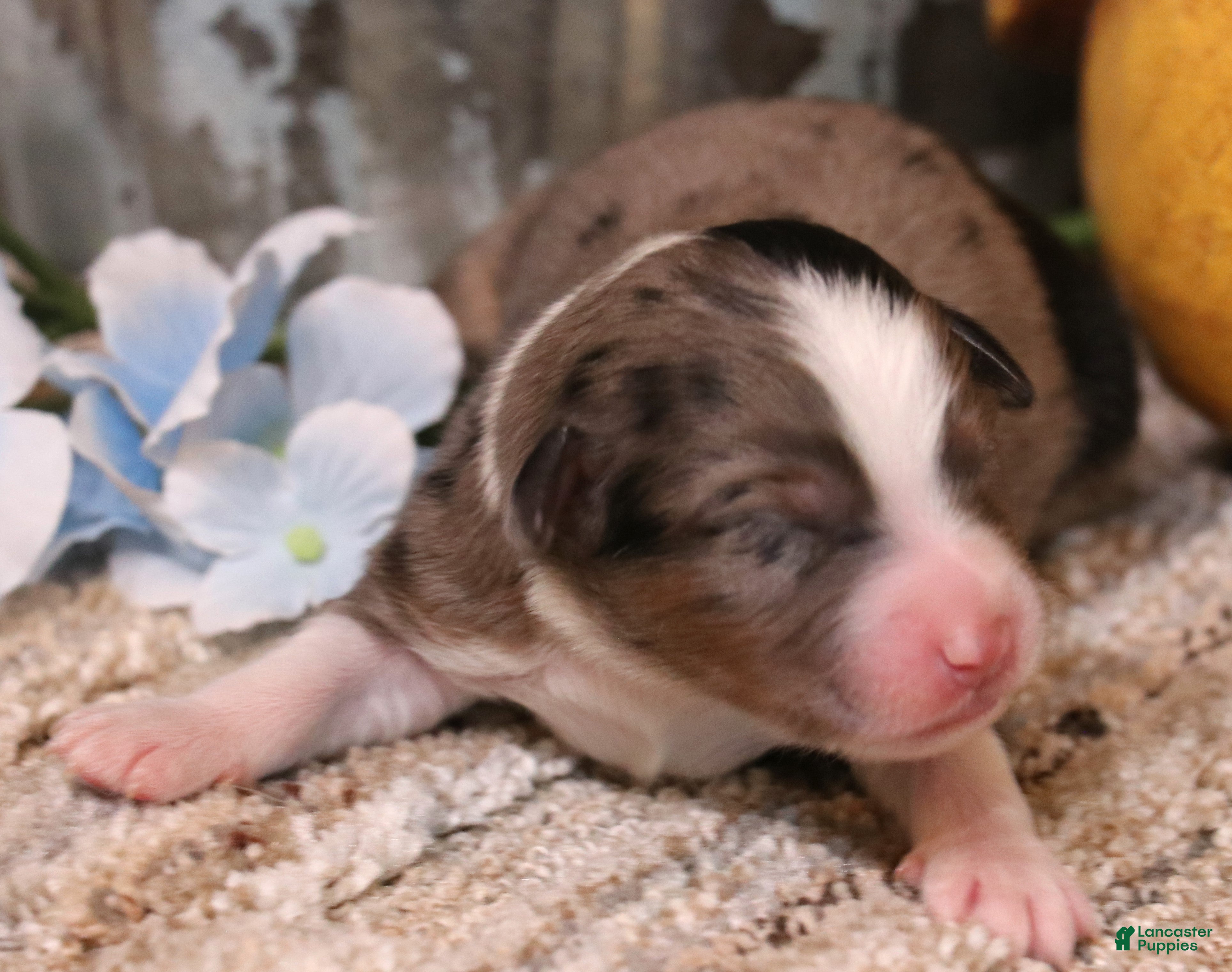 Toy Australian Shepherd dogs Cowboy blue merle - Ad 19