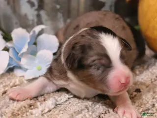 Toy Australian Shepherd dogs Cowboy blue merle - Ad 20