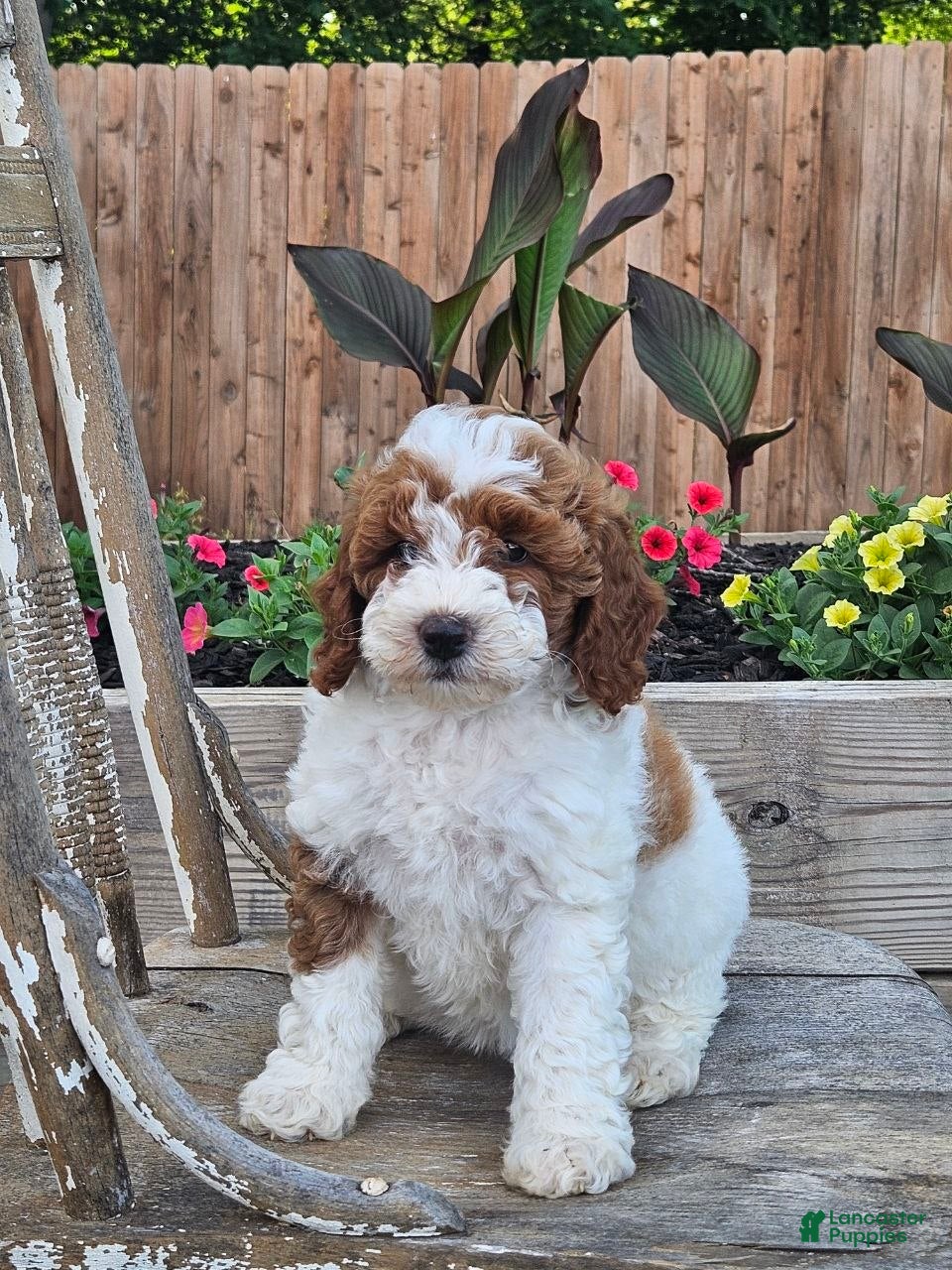 Mini Goldendoodle dogs Sasha - Ad 2