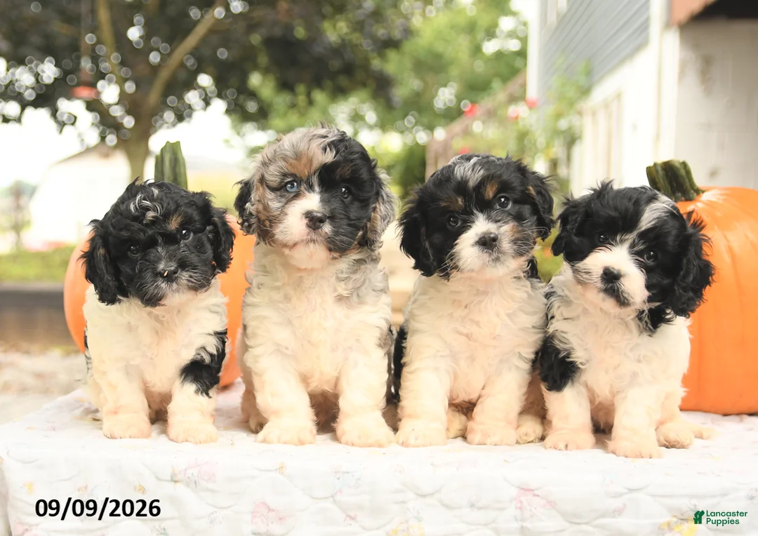Cavapoo dogs for sale: Fancy - Ad 5