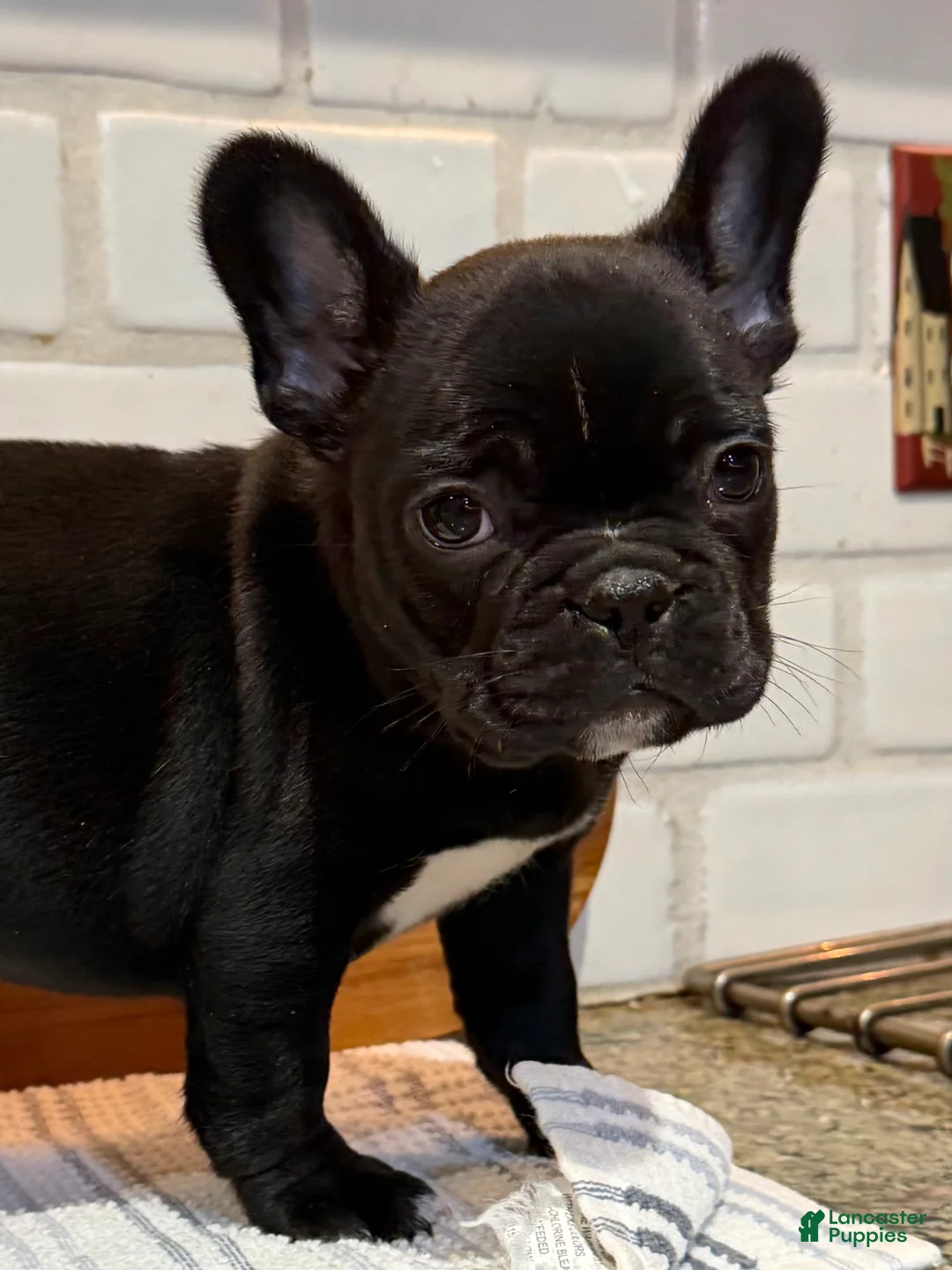 French Bulldog dogs for sale: Kevin! - Ad 2