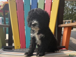 Miniature Labradoodle dogs - Ad 4