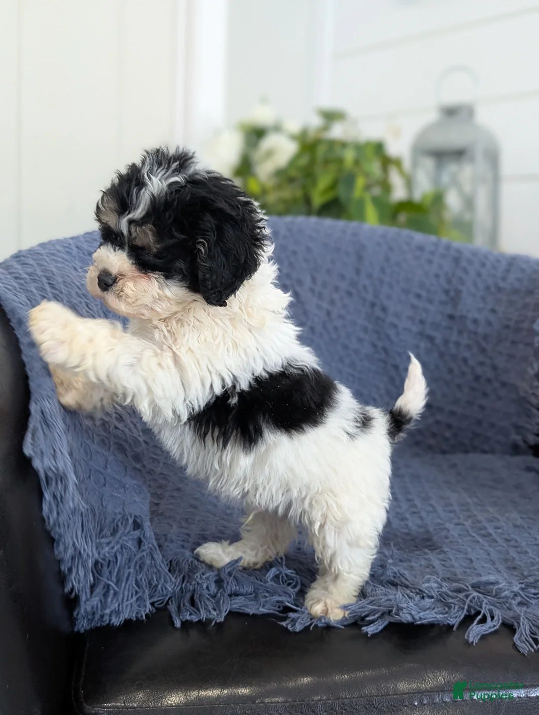 Cockapoo dogs for sale: Tiny Asher - Ad 7