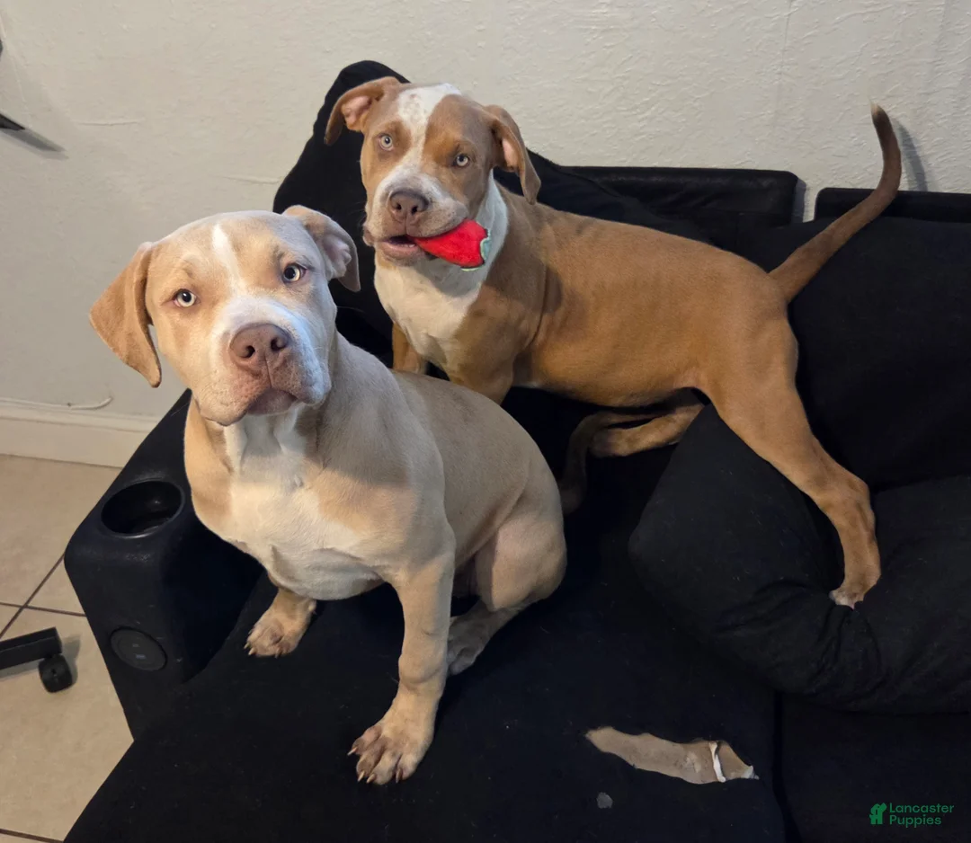 American Bully dogs for sale: American Bully Puppy 1 - Ad 6