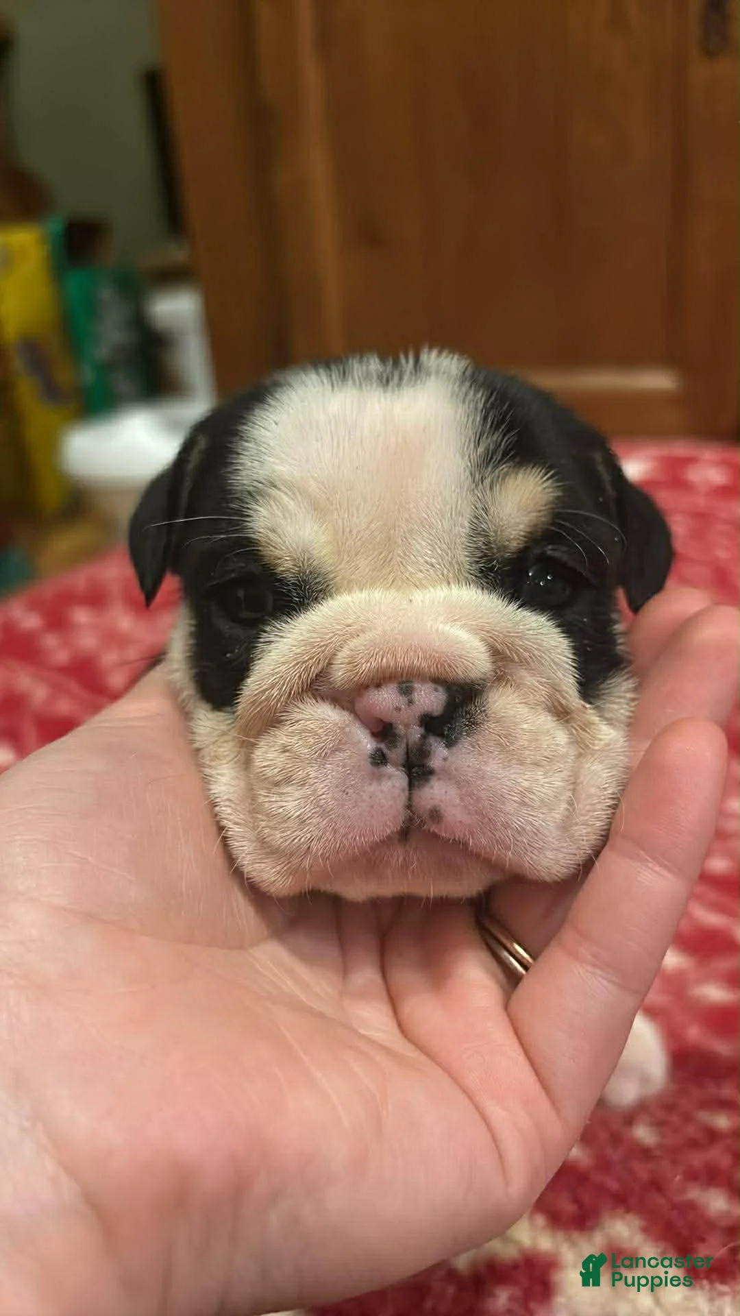 English Bulldog dogs for sale: Daisy - Ad 1