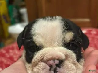 English Bulldog dogs Daisy - Ad 6