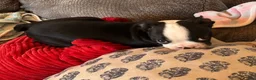 Boston Terrier dogs for sale: Boston Terrier 3 - Ad 1