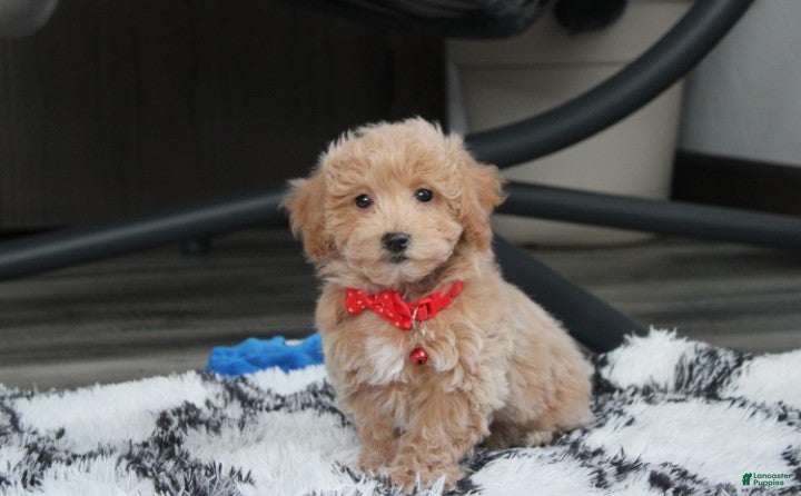 Bichpoo dogs Rex - Ad 1