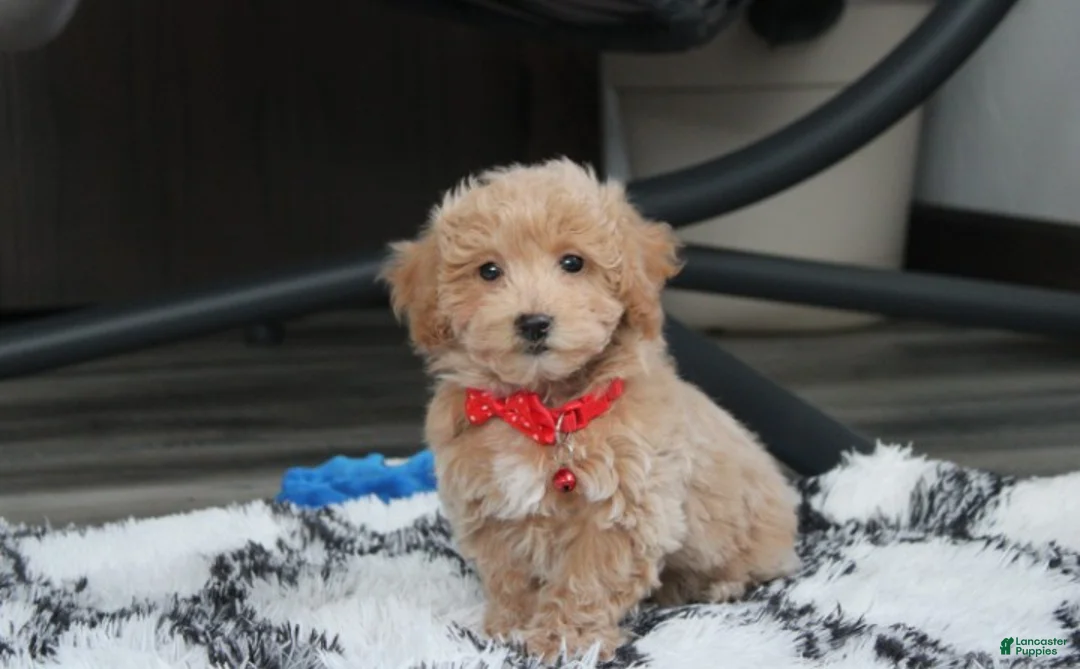 Bichpoo dogs for sale: Rex - Ad 1