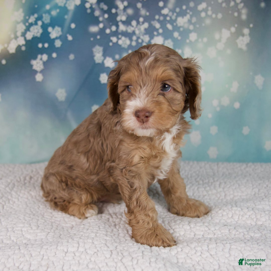 Cockapoo dogs for sale: Cash - Ad 2