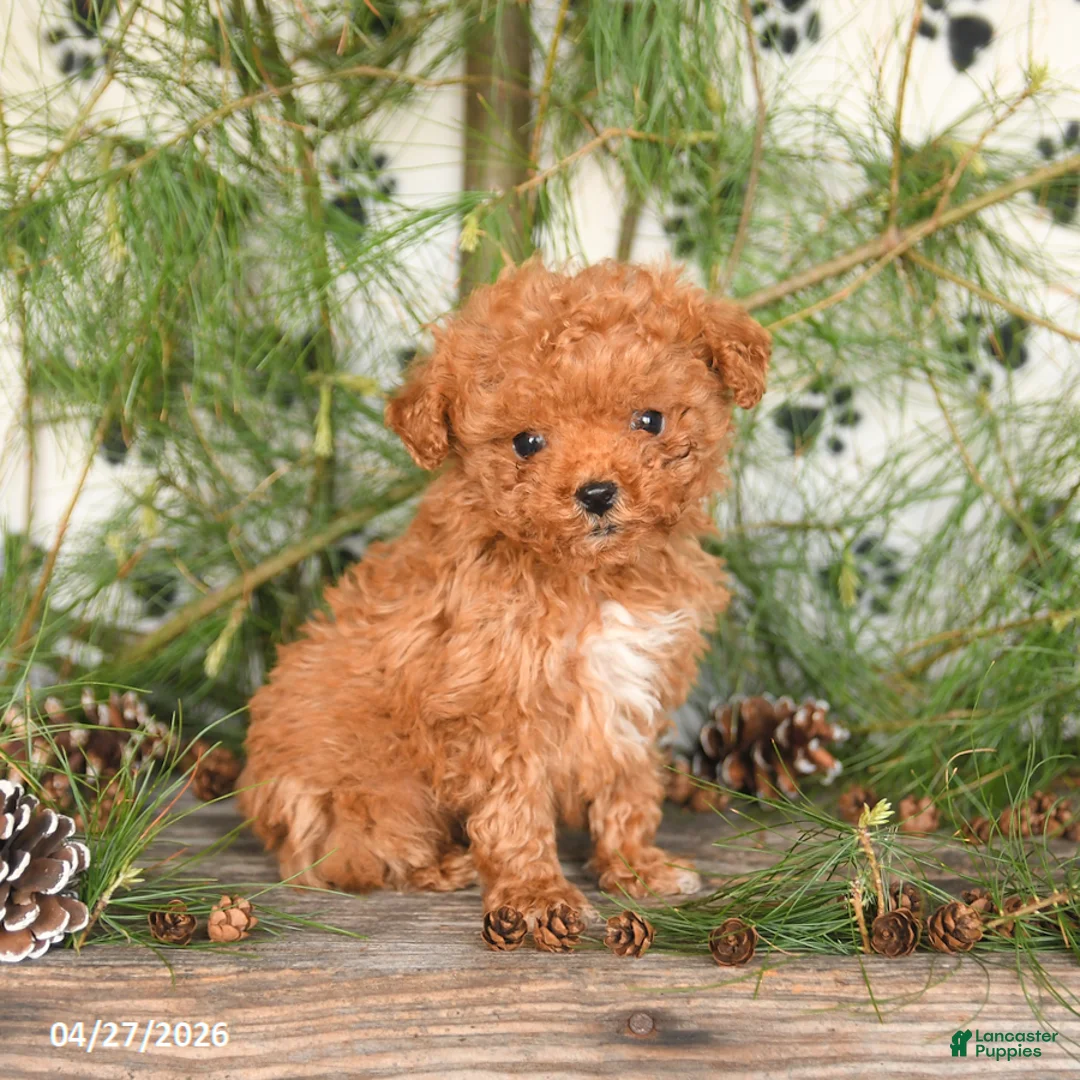 Toy Poodle dogs for sale: Tilly - Ad 2