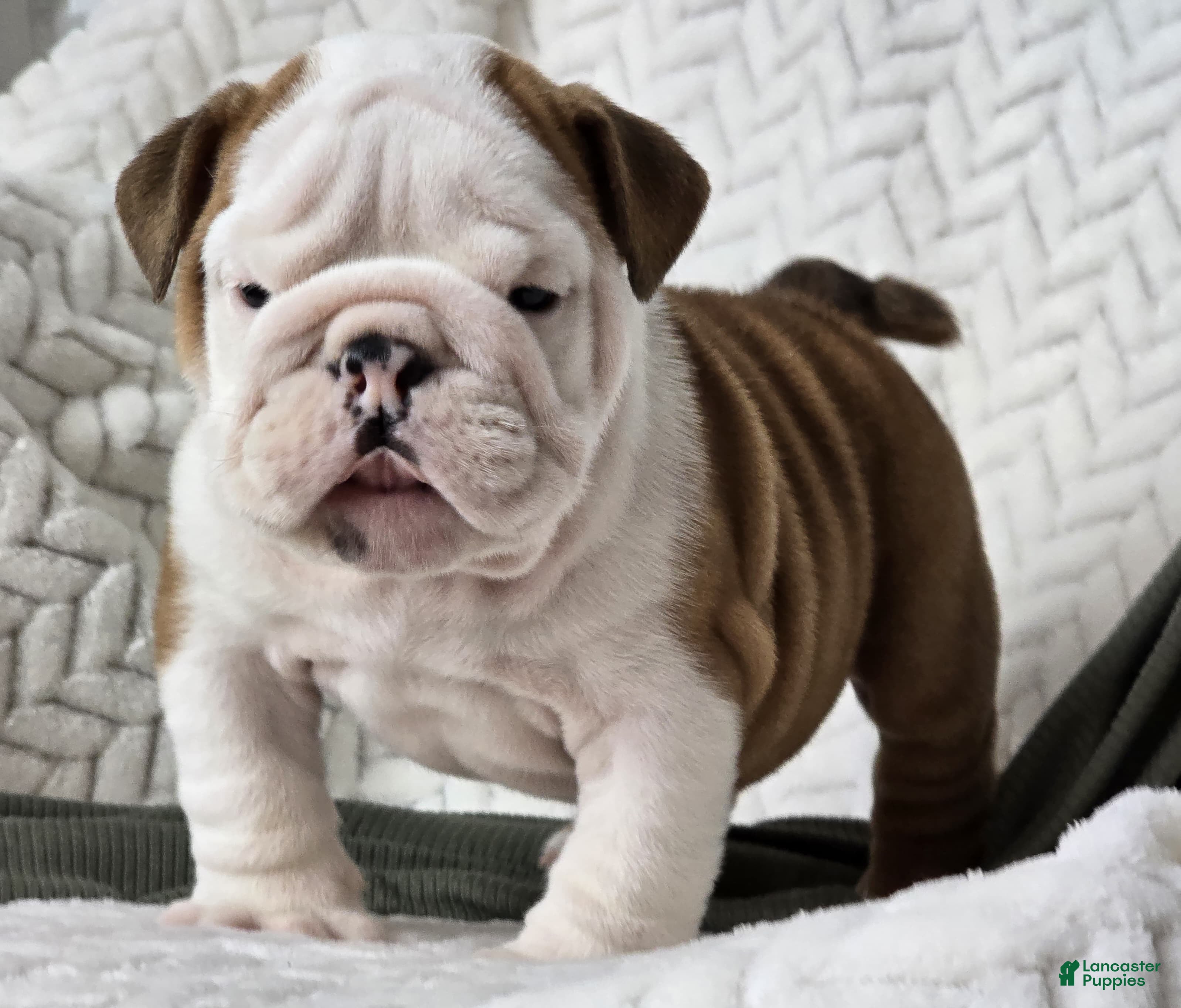 English Bulldog dogs Checkers - Ad 20