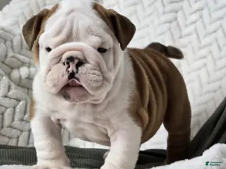 English Bulldog dogs Checkers - Ad 20