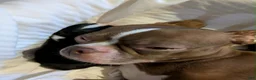 Boston Terrier dogs for sale: Boston Terrier 1 - Ad 8