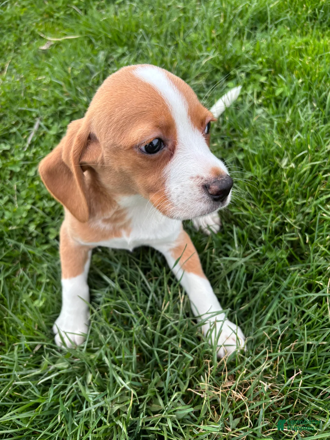 Beagle dogs for sale: Goldie - Ad 2