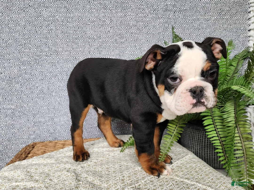 English Bulldog dogs for sale: Easton - Ad 14