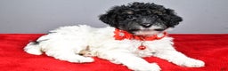 Miniature Poodle dogs for sale: April - Ad 6