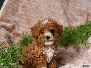 Toy Poodle dogs Buster - Ad 21