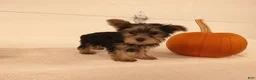 Yorkshire Terrier dogs for sale: Ruby - Ad 6