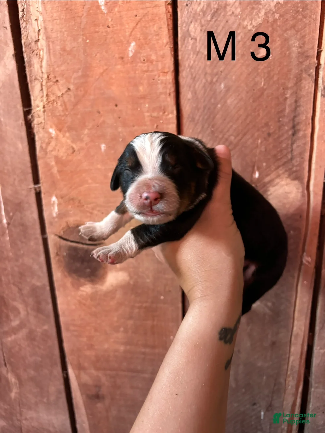 Bernese Mountain Dog dogs for sale: Bernese Mountain Dog m3 - Ad 1