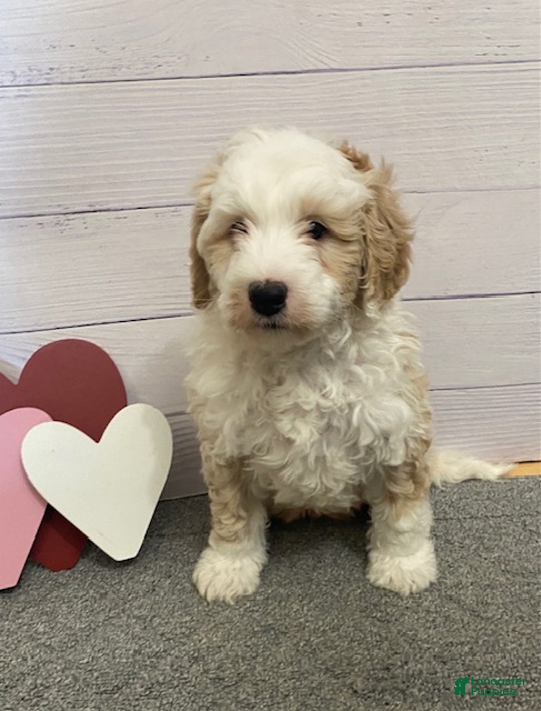 Mini Bernedoodle dogs for sale: Homer- genetic clear - Ad 5