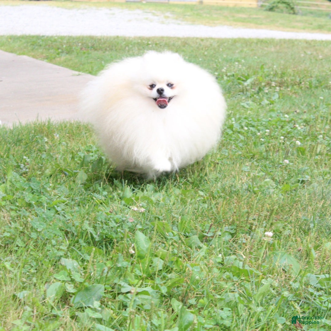 Pomeranian dogs for sale: Tiny Teddy - Ad 20