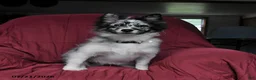 Pomsky dogs for sale: Teddy - Ad 4