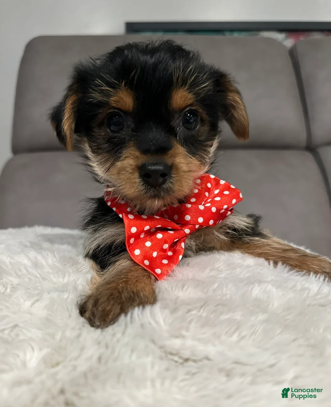 Yorkshire Terrier dogs for sale: Koda - POTTY And CRATE TRAINING NOW HOME RAISED - Ad 3