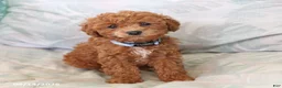 Toy Poodle dogs for sale: Raine - Ad 5