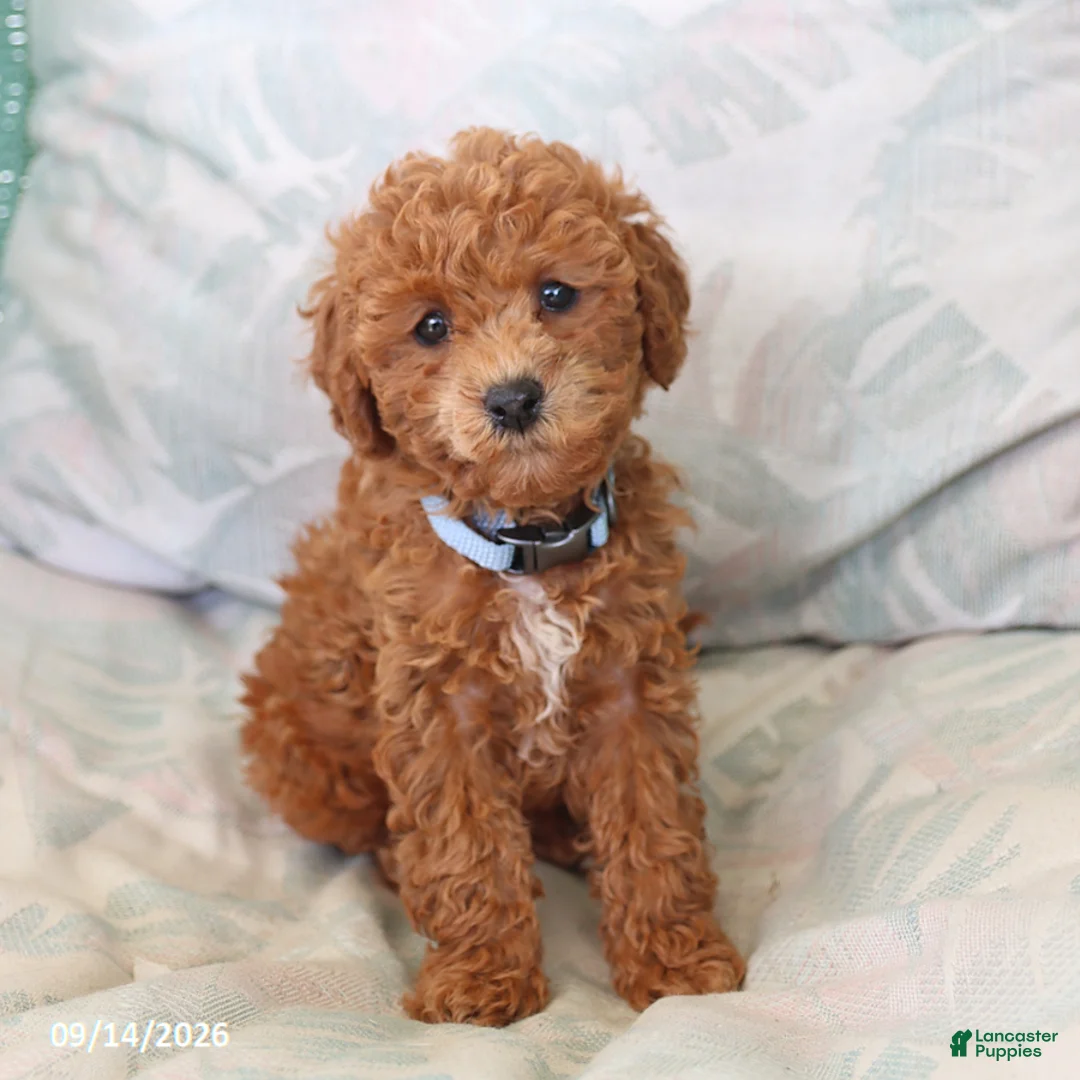Toy Poodle dogs for sale: Raine - Ad 5