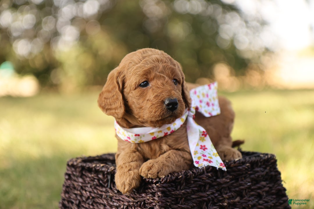 Mini Goldendoodle dogs for sale: Autumn - Ad 9