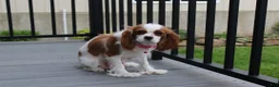 Cockapoo dogs for sale: Freddy  - Ad 9
