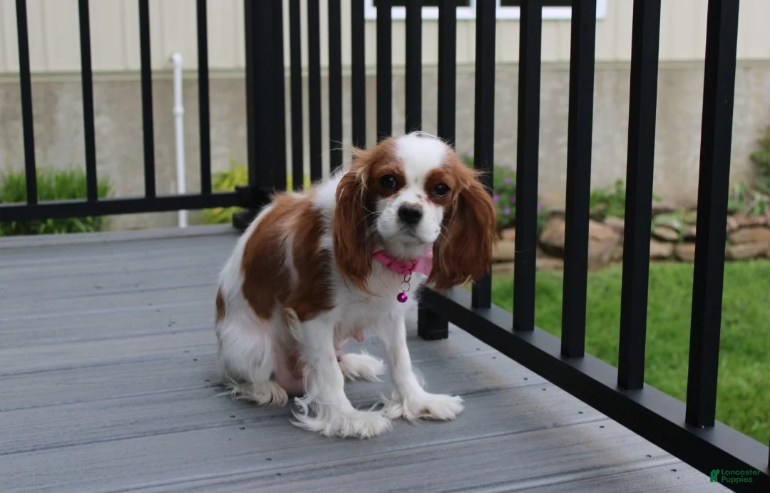 Cockapoo dogs for sale: Freddy  - Ad 9