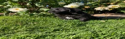 Newfoundland dogs for sale: Roses - Ad 12