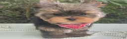 Yorkshire Terrier dogs for sale: Cody - Ad 8