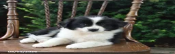 Mixed Breed dogs for sale: Domino - Ad 5