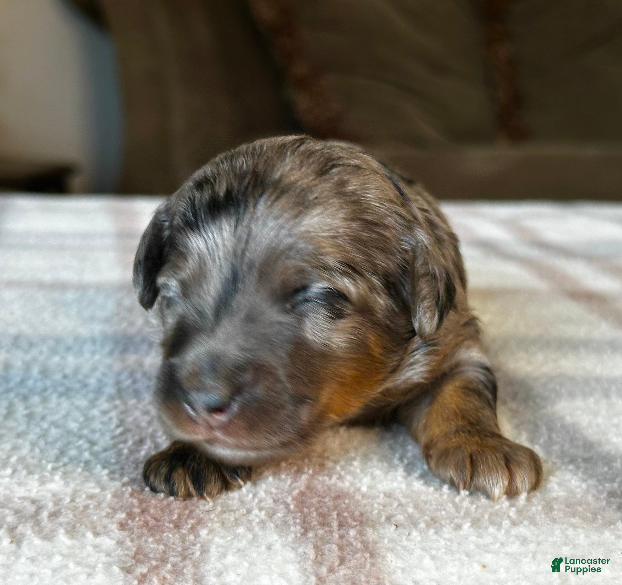Mixed Breed dogs Phantom Merle Micro Bernedoodle - Ad 2
