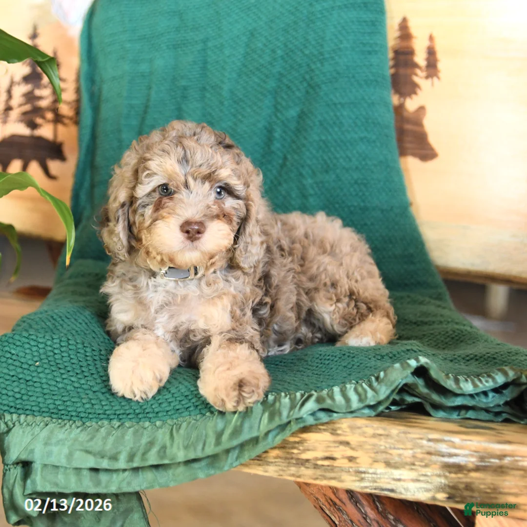 Cockapoo dogs for sale: Max - Ad 3