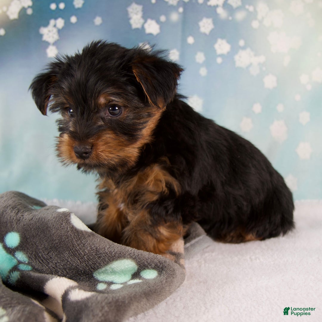 Yorkshire Terrier dogs for sale: Lela - Ad 5