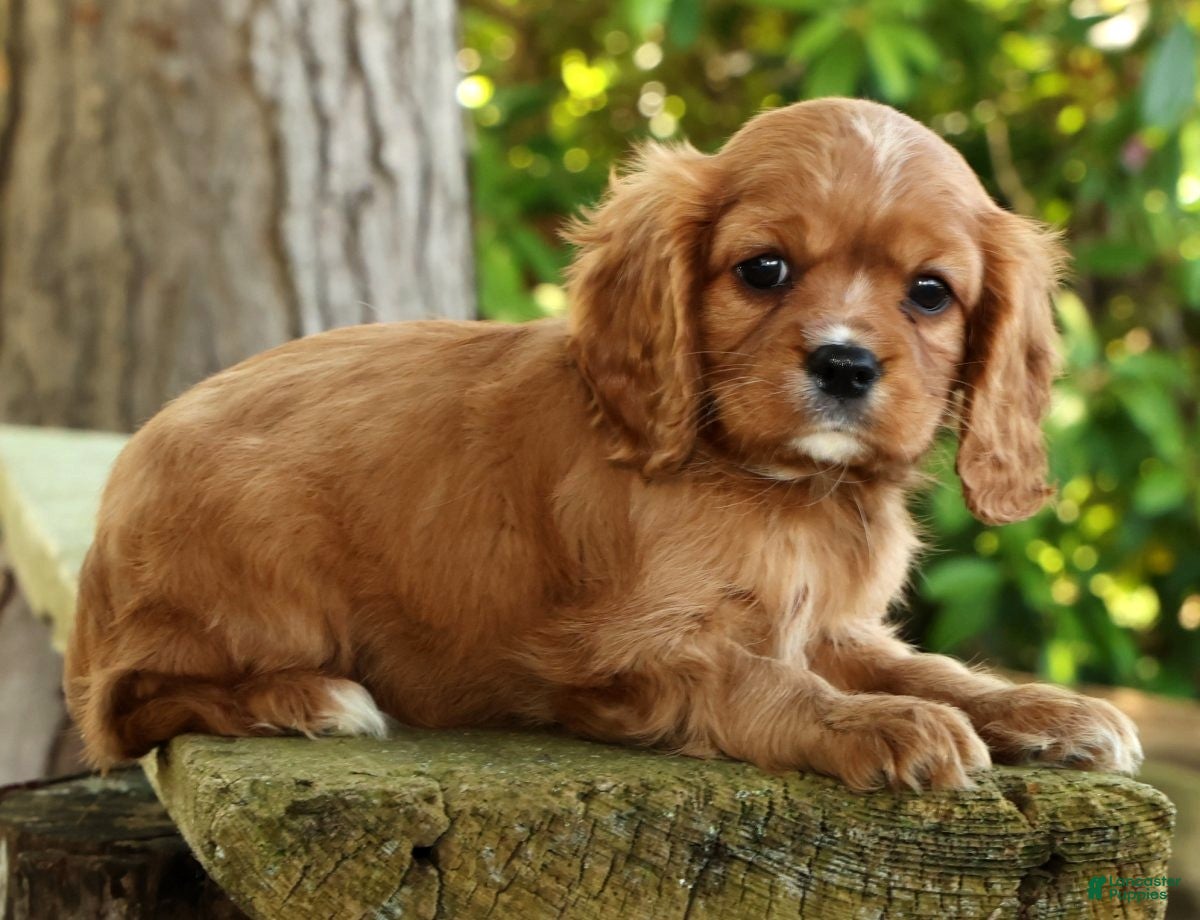 Cavalier King Charles Spaniel dogs for sale: Callie - Ad 2