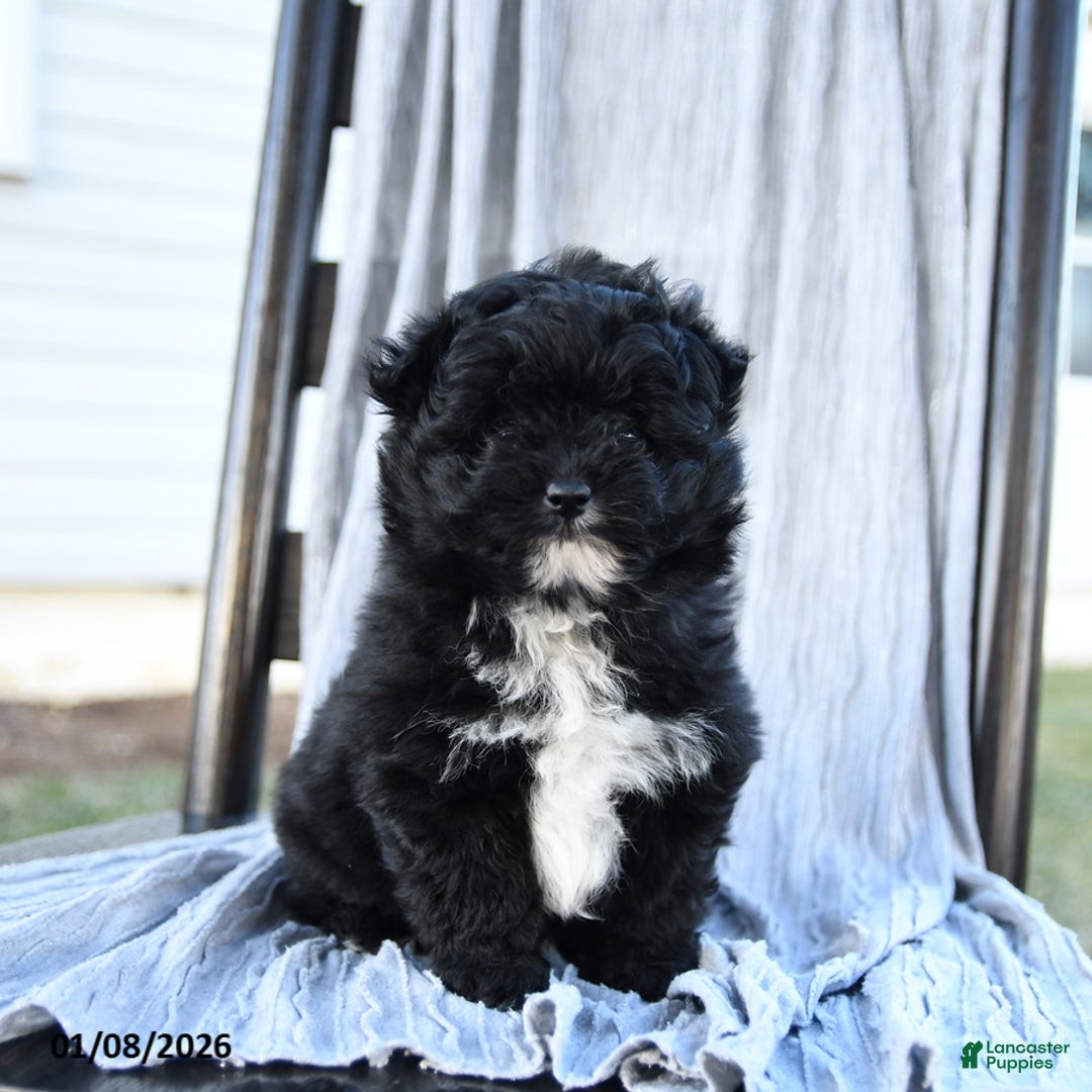 Pomapoo dogs for sale: Star - Ad 4